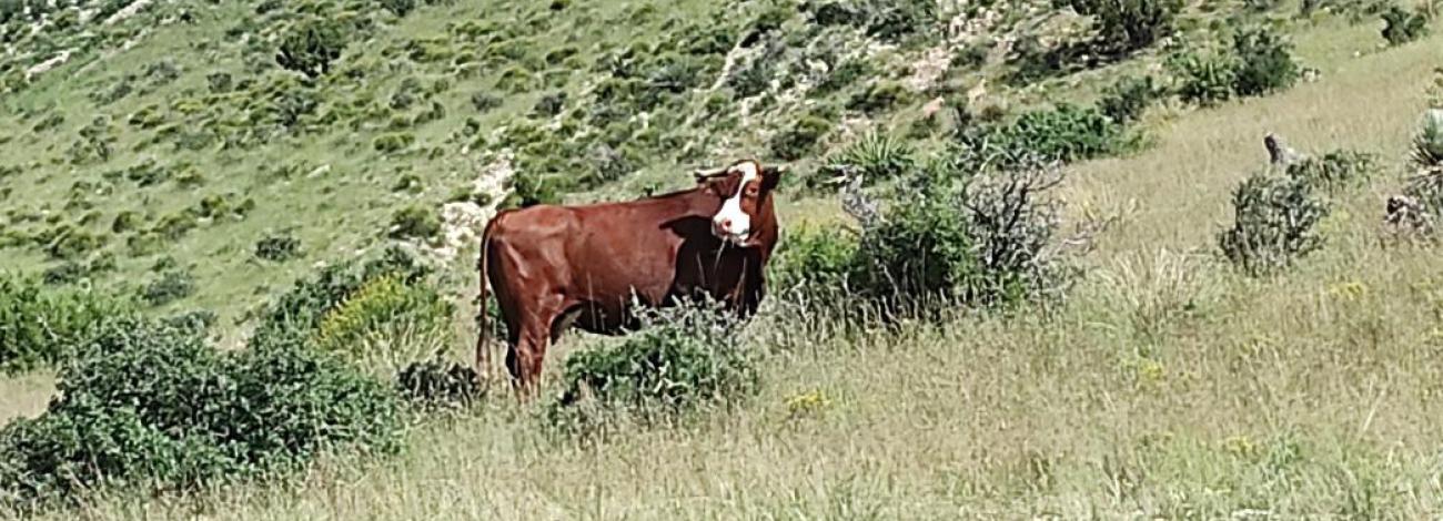 Cattle on the McGregor Range grazing allotment.