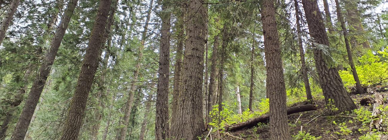 Picture of forest available for harvest in the Trail Ridge timber sale. Ryan Rambur, IDL (used with permission)