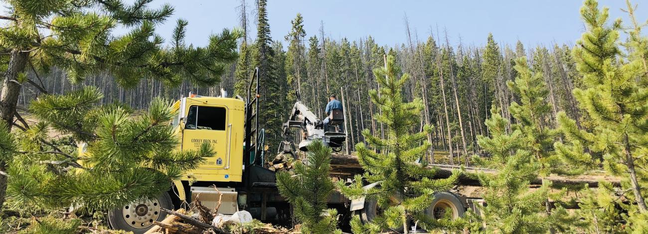 Yellow logging truck parked in a forest clearing surrounded by pine trees and scattered logs under a clear blue sky.