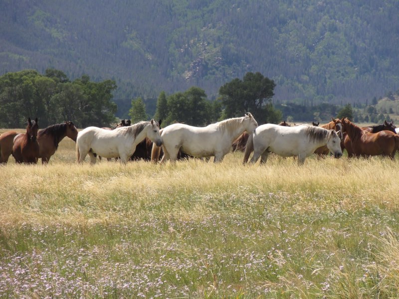 A string of horses in a field with trees in the background. 