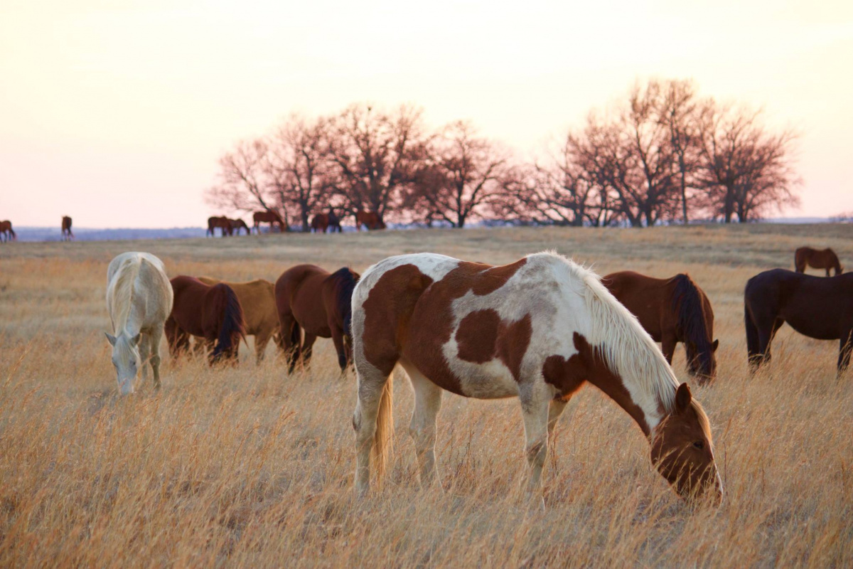 Several wild horses in a pasture at sunset. 