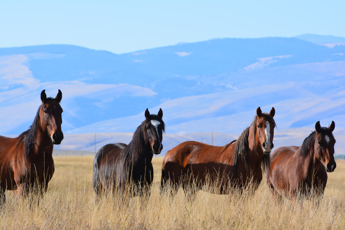 Four horses standing in a field. 