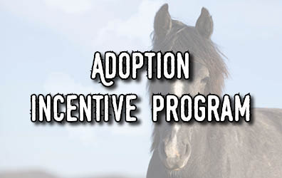 A horse face with the words Adoption Incentive Program