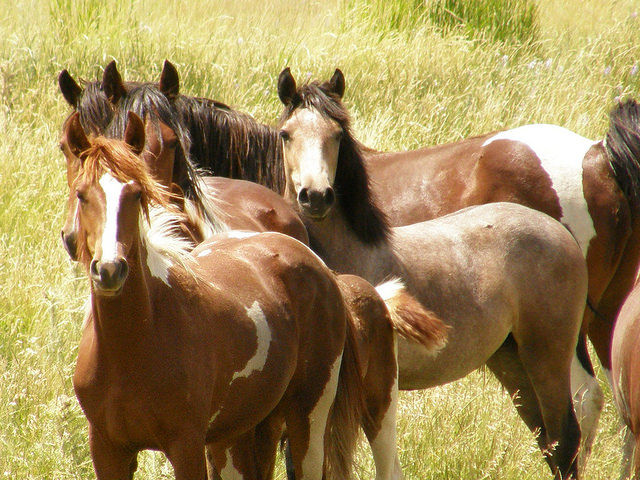 Medium range view of four wild horses standing in long green grass, Wyoming.