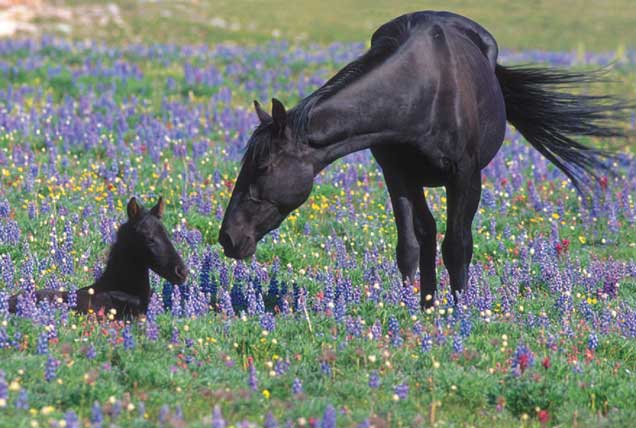 A Pryor Mountain horse watches over her foal.. BLM photo.