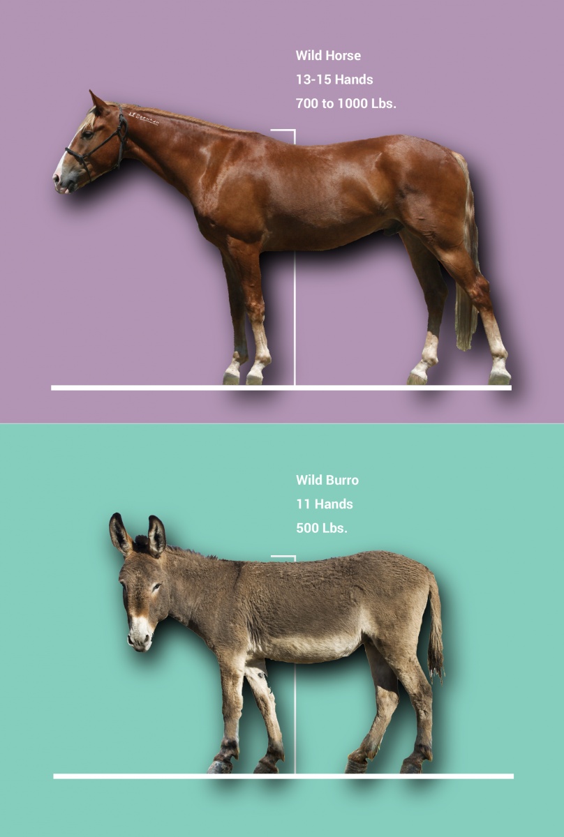 Horse and burro diagram showing height