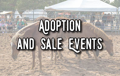 A group of horses in a pen with the words "Adoption and Sale Events"
