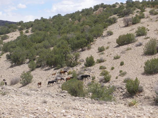 Photo of Horses on the Bordo Atravesado Herd Management Area