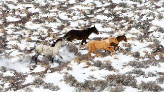 Horses running in snow