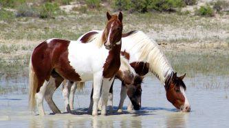 Horses standing in water drinking