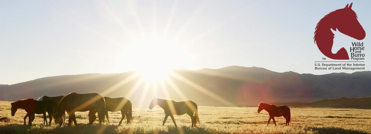 Wild horses on a field during sunset