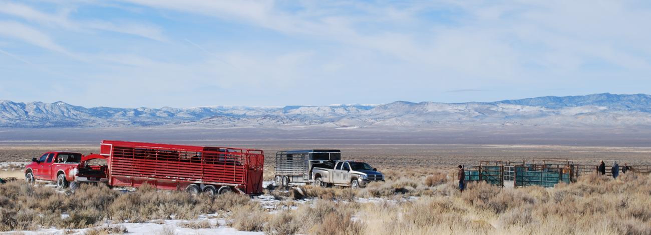 Pick-up trucks with trailers and horses on the range. 