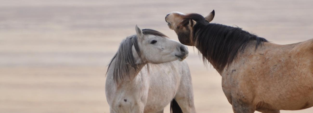 white and brown horse standing next to each other with brown horse in mid-head shake.