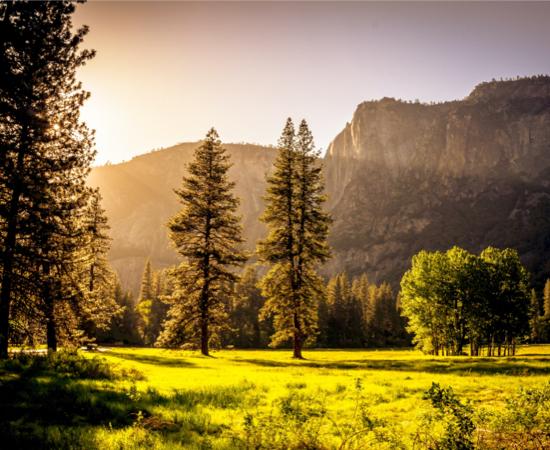 Two trees are the focus of this wooded meadow with sunshine filling the area from behind another large tree on the left