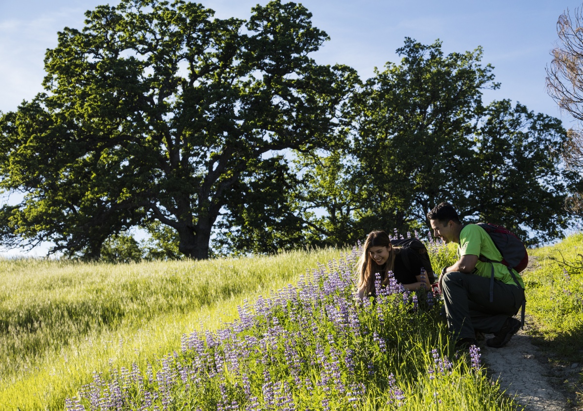 A young man and woman stop to enjoy the wildflowers along the trail at Berryessa Snow Mountain National Monument in California. Photo by Bob Wick, BLM.