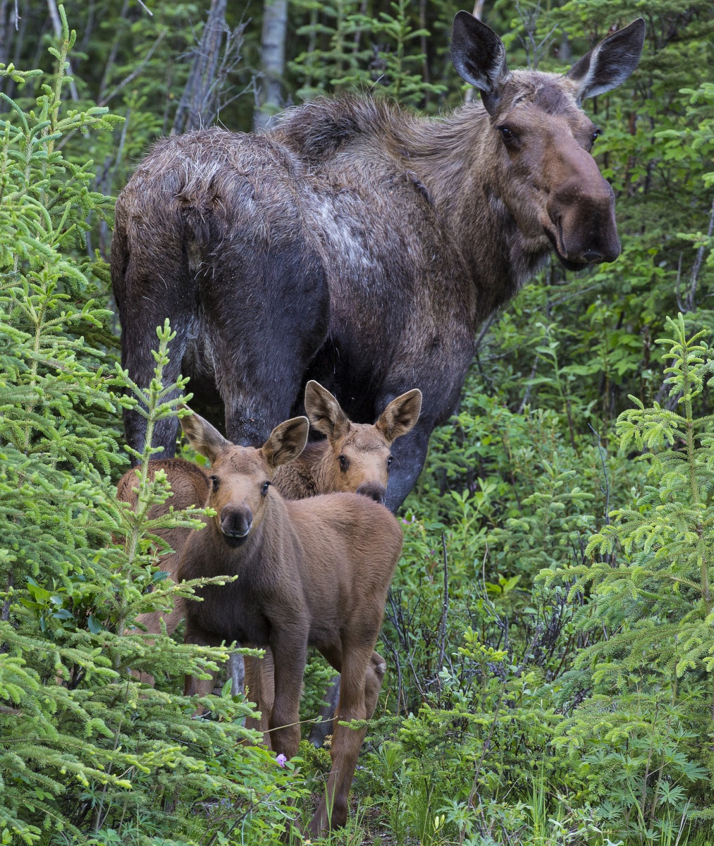 Mother moose and two calves in the woods.  Photo by Bob Wick, BLM.