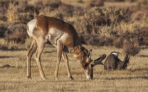 An antelope grazing next to a seated Greater Sage-grouse in a brown field in California