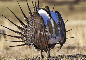 A male Greater Sage-grouse displaying his full tail feather plumage and with two oval-shaped gular sacs inflated on his chest. 