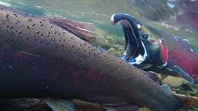 A brightly-colored river fish with a hooked mouth attempts to bite a larger, brown fish. Oregon coho salmon