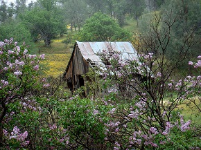 A small wooden cabin in disrepair, partially obscured by a bush with purple flowers located in the Keyesville Recreation Area, Kern County, California