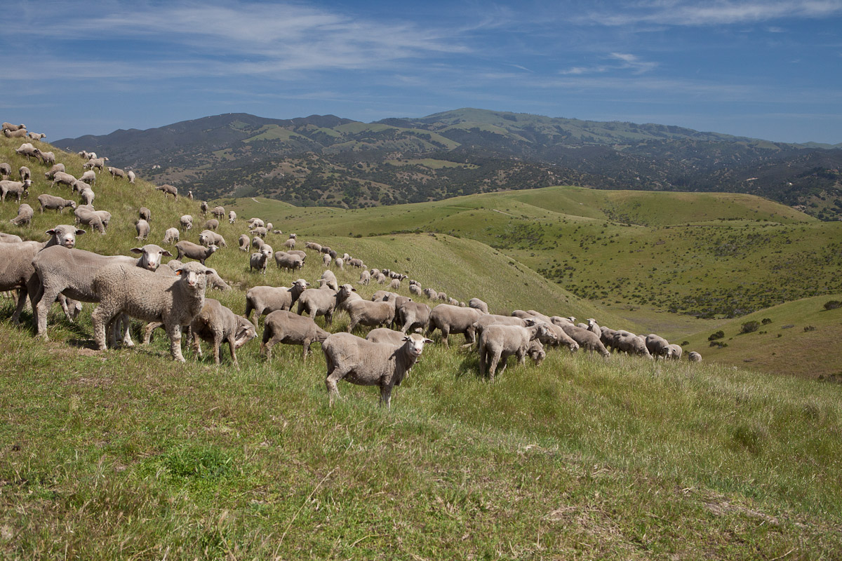 Rangelands And Grazing Bureau Of Land Management