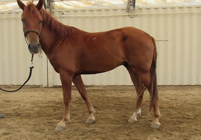 A brown horse stares into the camera.