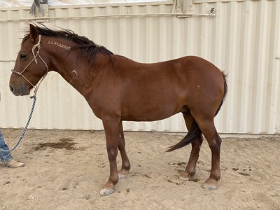 Brown horse in a shade building.