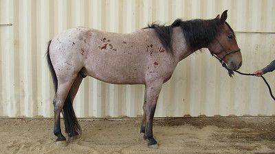 Brown and white horse.