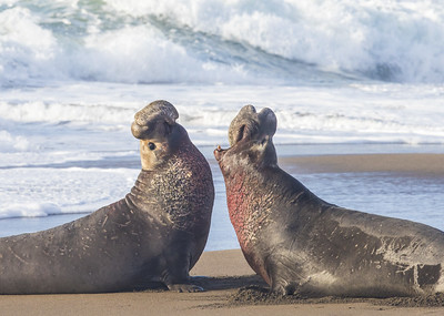 Two male elephant seals sparring.