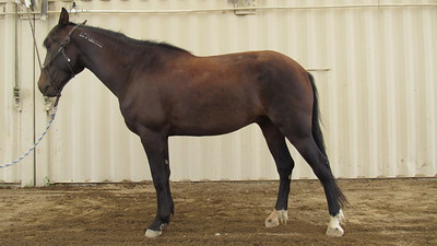 A brown horse.