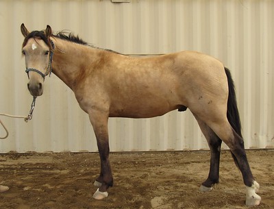 A light brown horse.