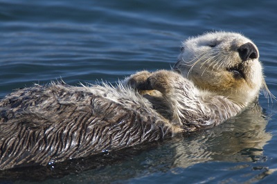 Sea otter on its back.