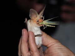 A small bat eats a grass hopper. Photo by Dani Ortiz/BLM 