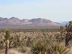 A field of green yucca with brown mountains in the background. Photo courtesy of Castle Mountain Venture. 