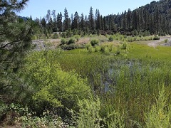 A lush wetland in a forest. Photo by BLM.