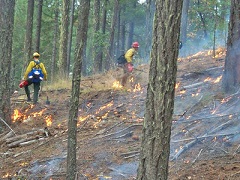 Two firefighters manage a prescribed fire in a forest. Photo by the BLM.