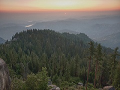 Image of Case Mountain giant sequoias. Photo courtesy BLM.