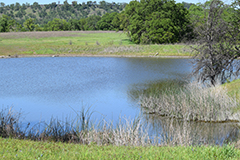 Coyote Pond, near Redding CA