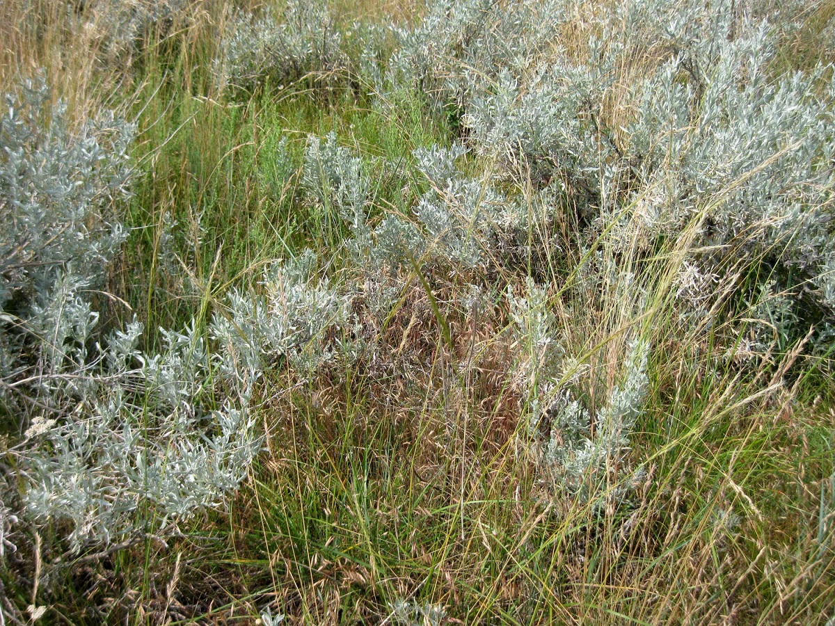 Close up of a green bush-like plant.