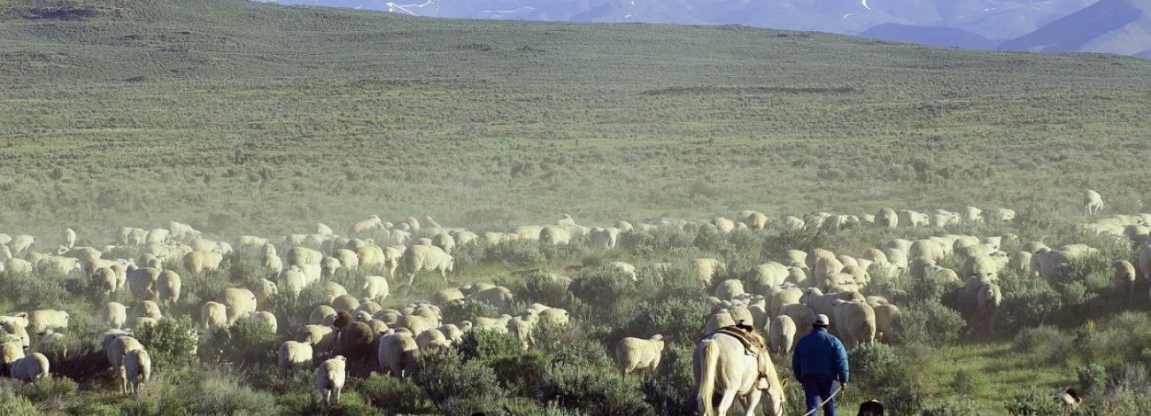 Rancher and his sheep move through public lands near Shoshone, Idaho with tall mountains in the distance.