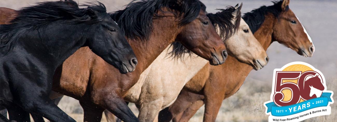 Wild Horse And Burro | Bureau Of Land Management