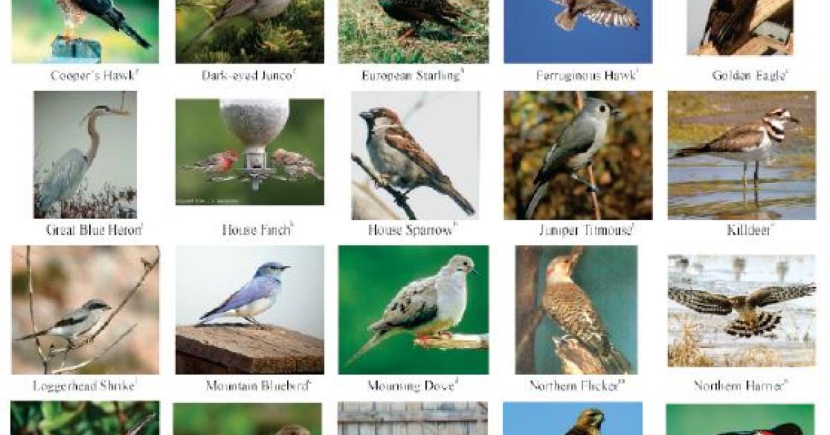 Common Birds of Southern Utah and Northern Arizona | Bureau of Land ...