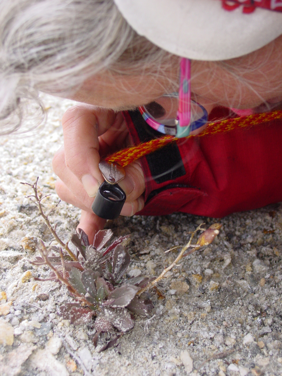 Botanist looking very closey at small flowers growing in the sand using a magnifying glass.