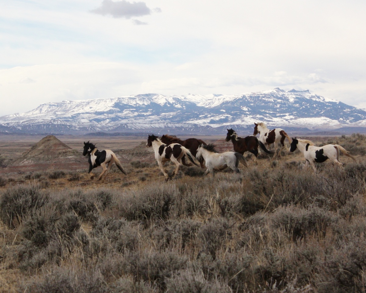 McCullough Peaks HMA | BUREAU OF LAND MANAGEMENT