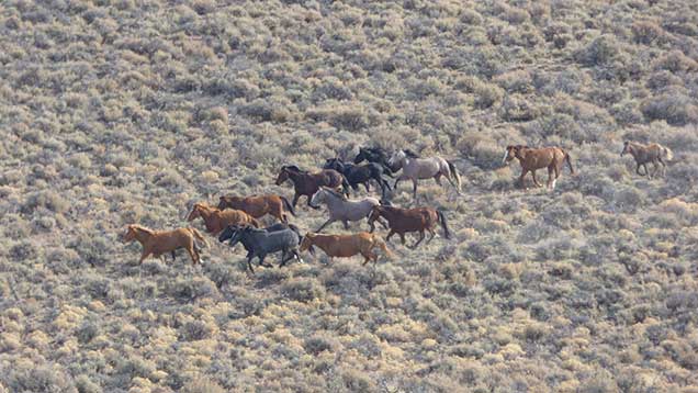 Horses from the Beatys Butte Herd on the Beatys Butte HMA.  Photo by Larisa Bogardus