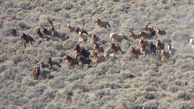 Horses from the Beatys Butte Herd on the Beatys Butte HMA. Photo by Larisa Bogardus 