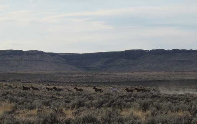 Horses from the Cold Springs Herd on the Cold Springs HMA.  BLM photo