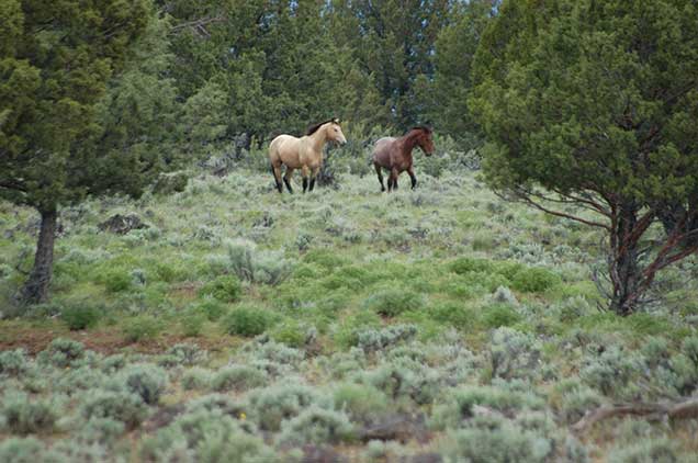 Horses from the Murderers Creek HMA on the range.  BLM Photo