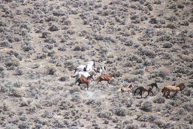 Horses from the Paisley Desert herd on the range. BLM Photo
