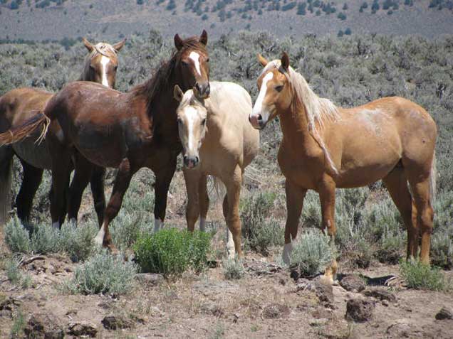 Horses from the Palomino Buttes HMA on the range.  BLM photo
